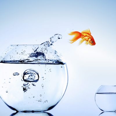 Goldfish jumping from the aquarium. Escape.